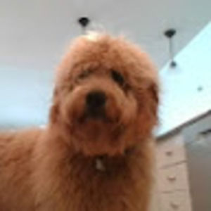 Meet your Posher, Teddy